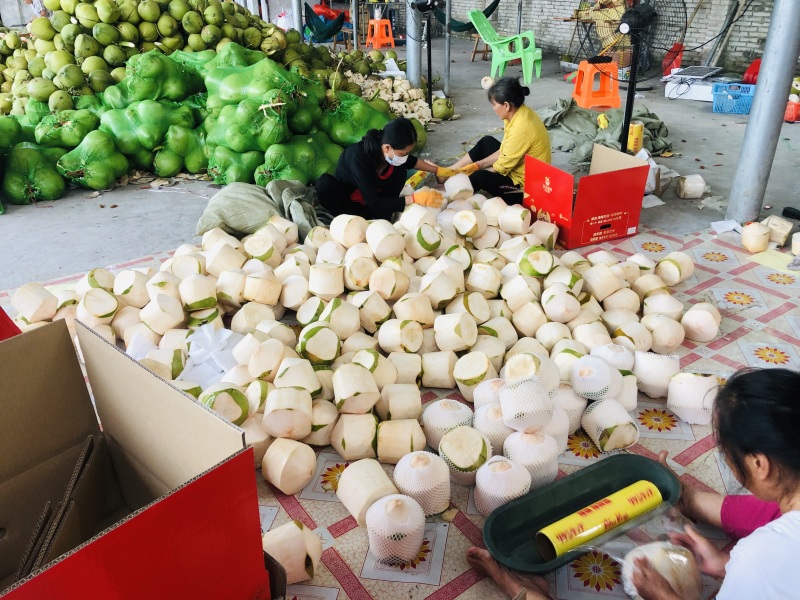 海南椰青去皮椰子产地直发送吸管和开椰器一件代发包邮