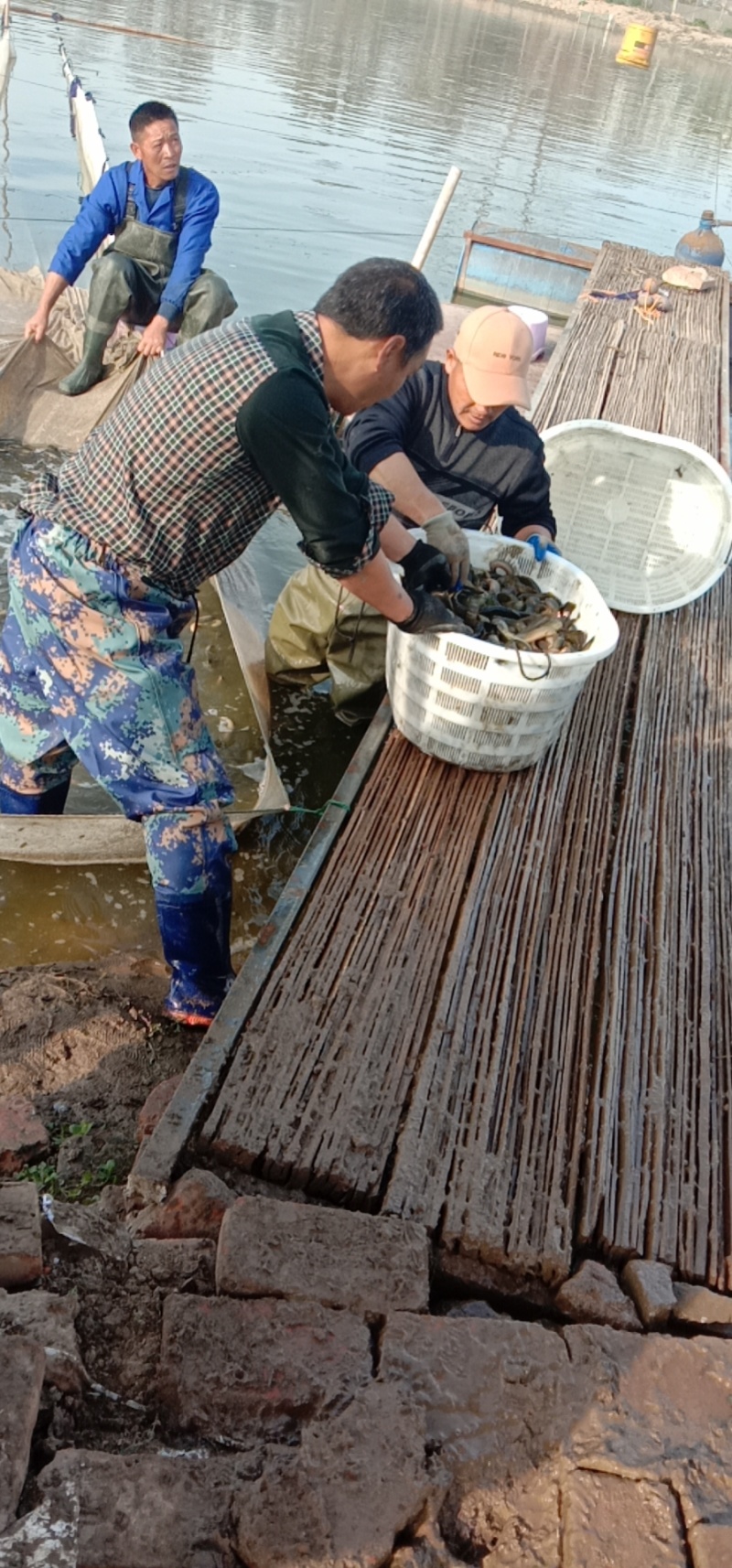 【精选】泥鳅规格齐全量大质优新鲜好货欢迎考察