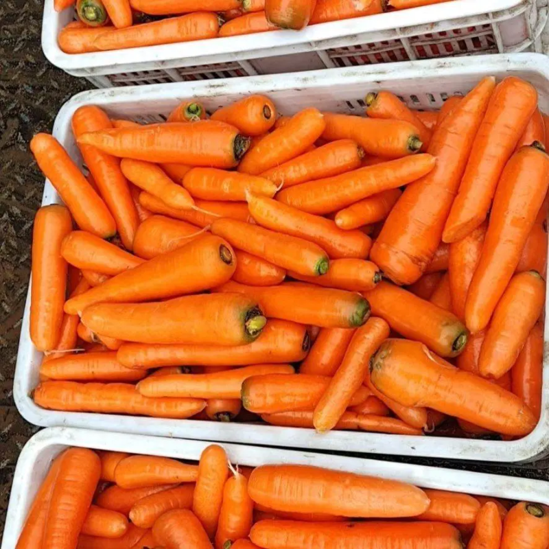 三红水洗胡萝卜产地直供，量大从优，品质好，价格优！