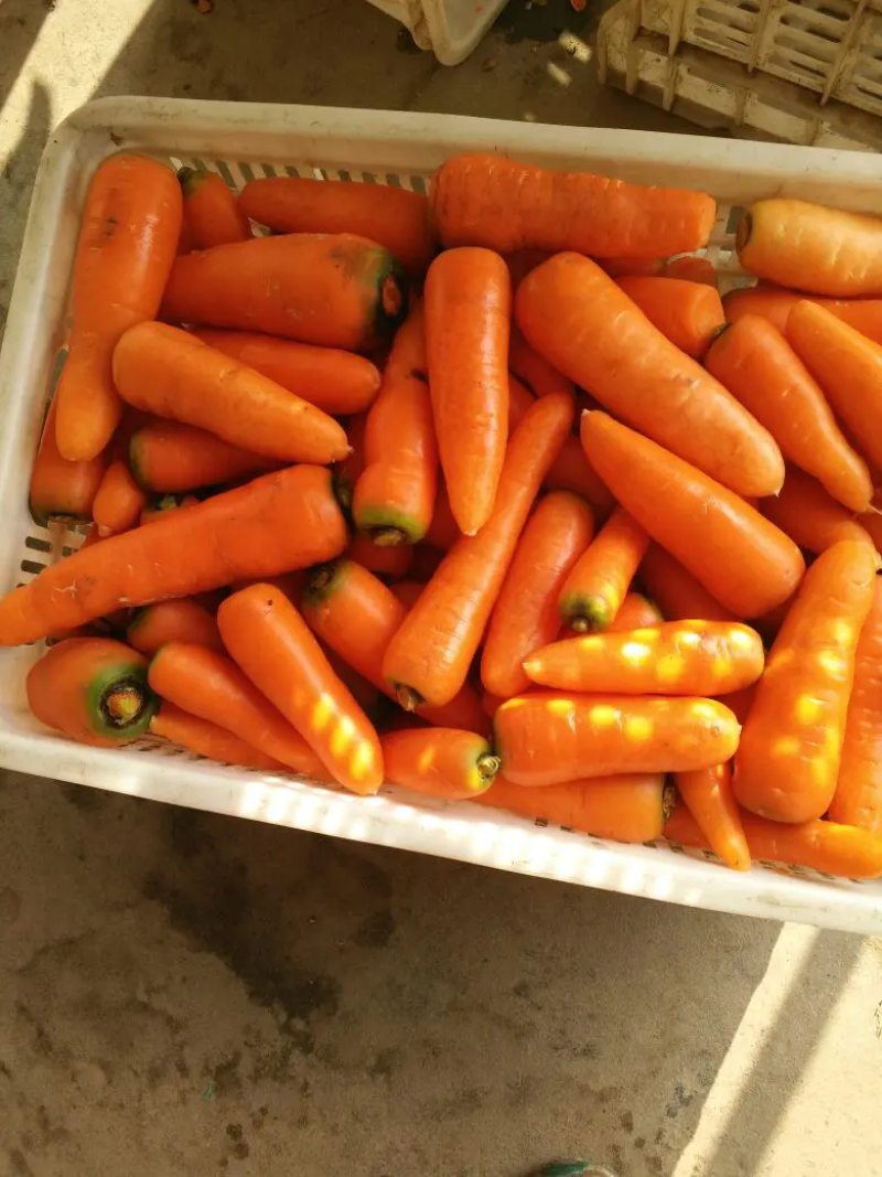 三红水洗胡萝卜产地直供，量大从优，品质好，价格优！