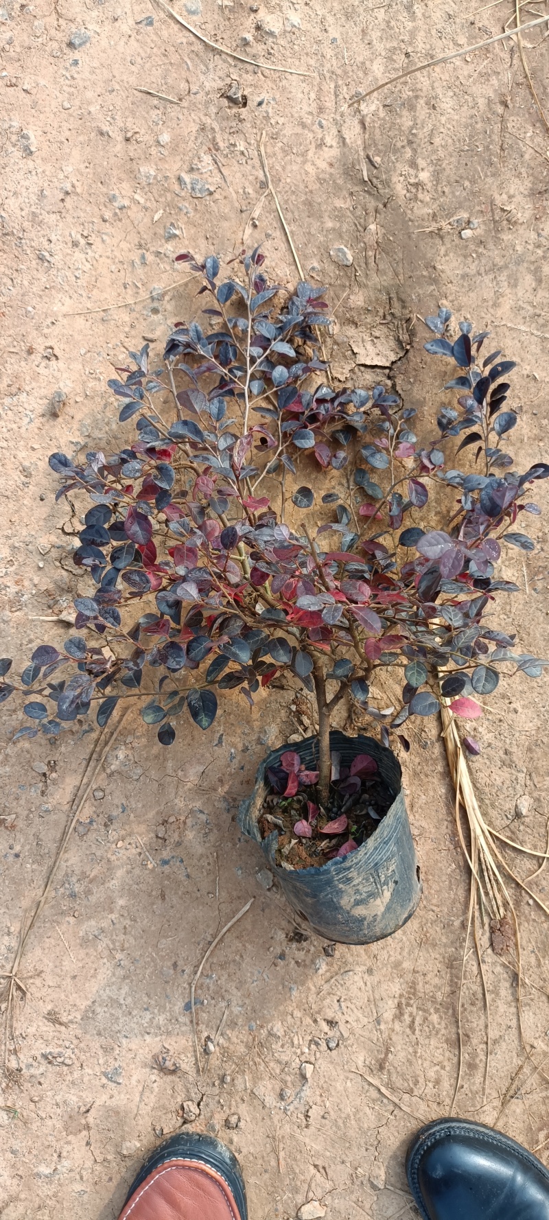 红继木30-40