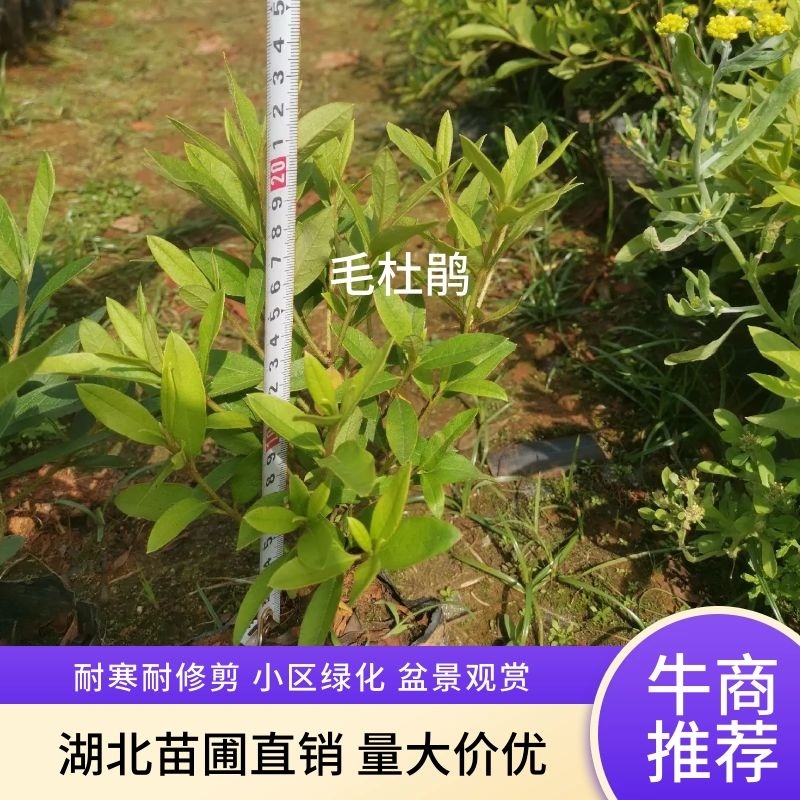 毛杜鹃源头生产苗圃基地低价批发供应成活率高不散杯