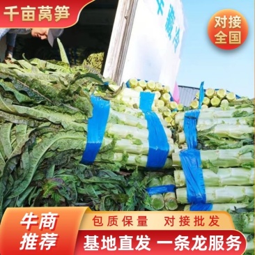 千亩莴笋大量上市，要的联系质量好，价格优，欢迎各地客户