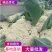 【松花菜】砀山精品花菜大量有货保质保量要的联系