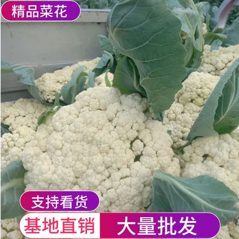 【松花菜】砀山精品花菜大量有货保质保量要的联系