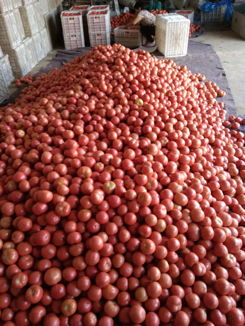 西红柿山东硬粉西红柿货源地直供价格便宜欢迎联系
