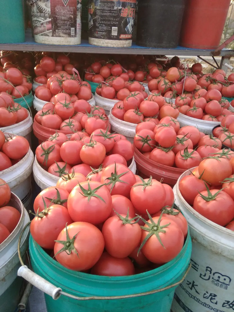 西红柿山东硬粉西红柿货源地直供价格便宜欢迎联系