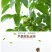 新疆纸皮核桃185核桃新疆薄皮核桃2斤装一件代发包邮
