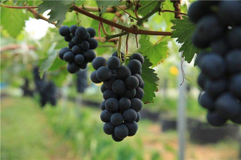 早熟葡萄品种蜜光葡萄苗果树苗南方北方种植当年结果大