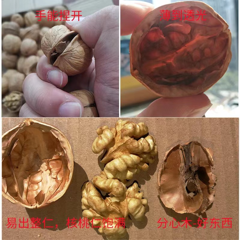 2021新货新疆薄皮核桃纸皮核桃185核桃批发