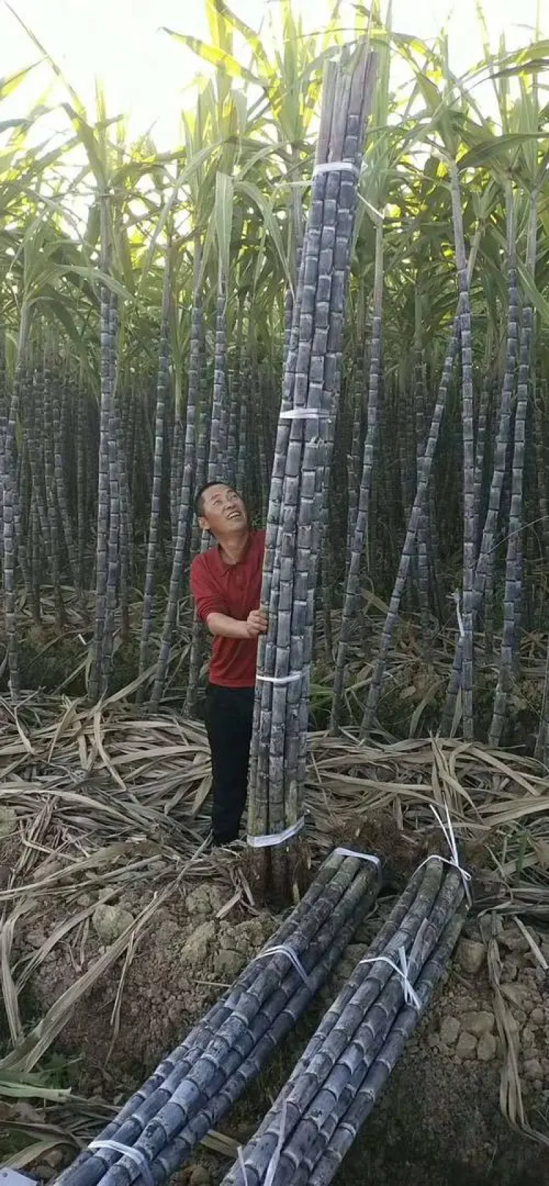 广西博白黑皮甘蔗基地直发一手货源对接全国欢迎咨询
