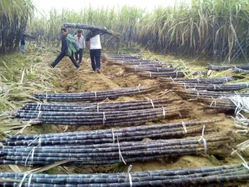 广西博白黑皮甘蔗基地直发一手货源对接全国欢迎咨询