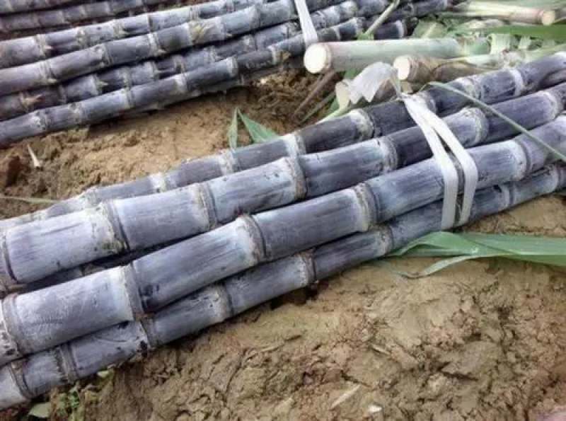 广西博白黑皮甘蔗基地直发一手货源对接全国欢迎咨询