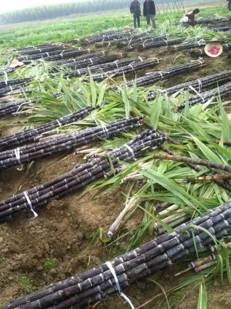 广西博白黑皮甘蔗基地直发一手货源对接全国欢迎咨询