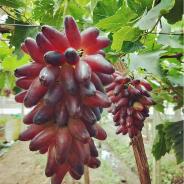 葡之梦葡萄苗爬藤地栽盆栽南北方种植金手指葡萄树当年结果