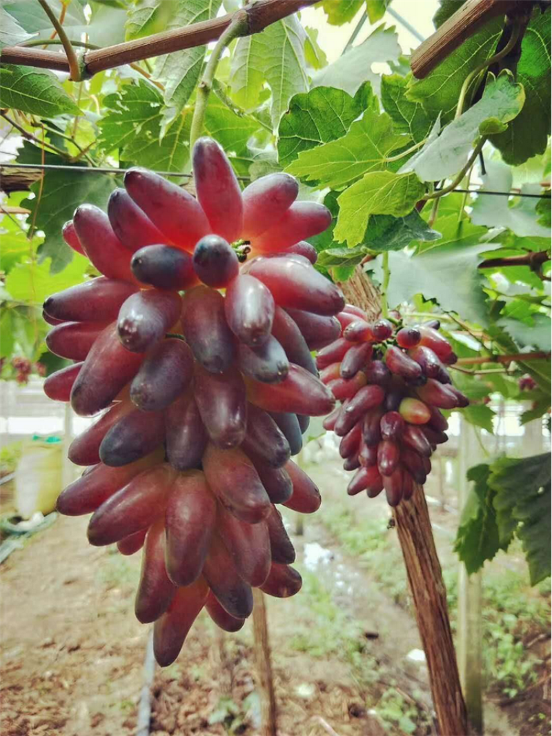 葡之梦葡萄苗爬藤地栽盆栽南北方种植金手指葡萄树当年结果