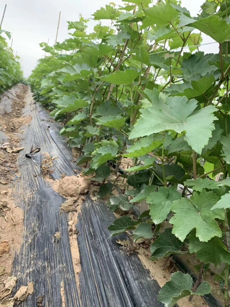 葡之梦葡萄苗爬藤地栽盆栽南北方种植金手指葡萄树当年结果