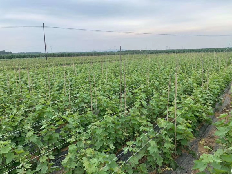 葡之梦葡萄苗爬藤地栽盆栽南北方种植金手指葡萄树当年结果