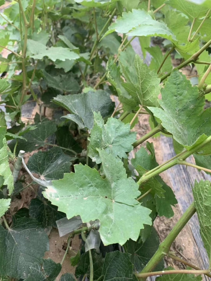 葡之梦葡萄苗爬藤地栽盆栽南北方种植金手指葡萄树当年结果