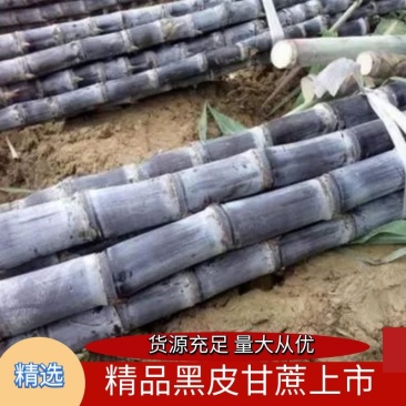 广西博白黑皮甘蔗基地直发一手货源对接全国欢迎咨询