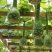 天鹅葫芦种子花皮爬藤观光园走廊春秋观赏葫芦种子