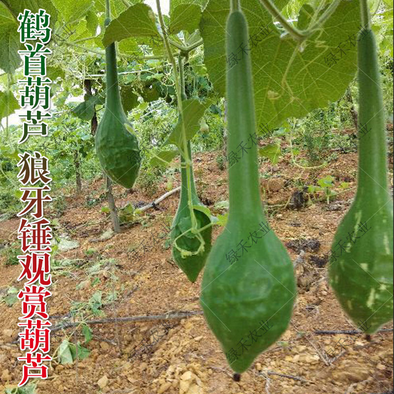 鹤首葫芦种子观光园用种观赏文玩葫芦种籽春季庭院盆栽蔬菜