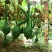 鹤首葫芦种子观光园用种观赏文玩葫芦种籽春季庭院盆栽蔬菜