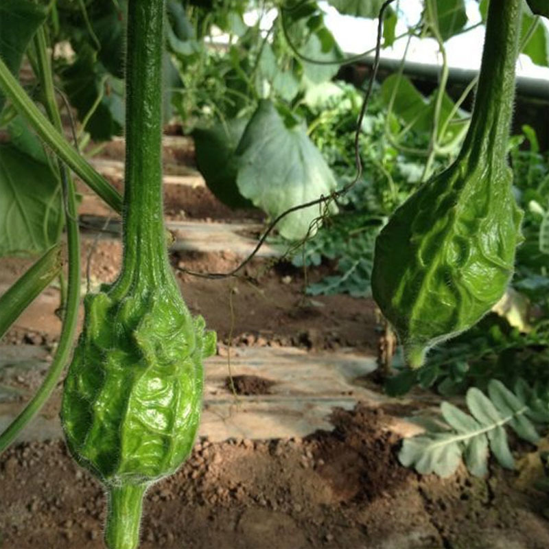 鹤首葫芦种子观光园用种观赏文玩葫芦种籽春季庭院盆栽蔬菜