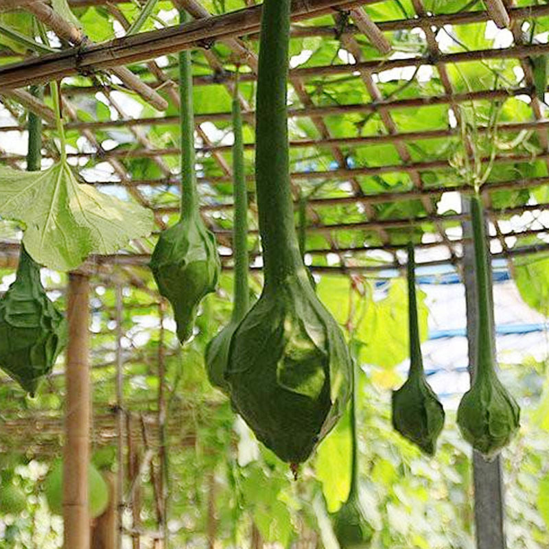 鹤首葫芦种子观光园用种观赏文玩葫芦种籽春季庭院盆栽蔬菜