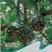 鹤首葫芦种子观光园用种观赏文玩葫芦种籽春季庭院盆栽蔬菜
