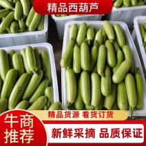 云南精品西葫芦，菜农精心采摘装箱发货，保质保量，欢迎咨询