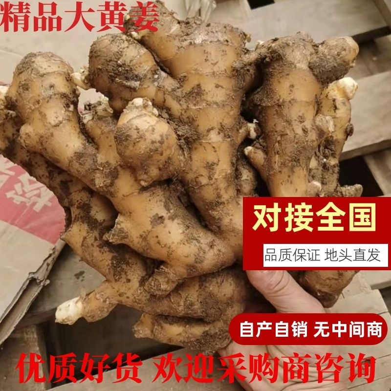 大黄姜生姜山东地头直发自产自销可视频看货欢迎咨询