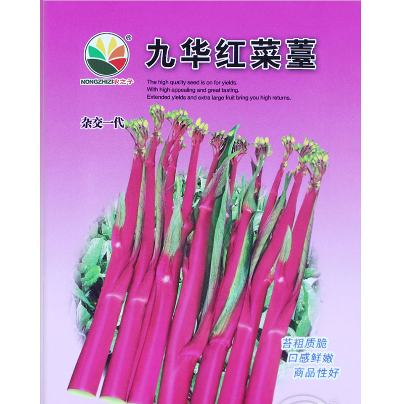 红菜苔种子紫菜苔薹种籽盆栽四季播种蔬菜种孑广东高产红