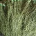 【精品】安徽贡菜苔干响菜山垫菜全国接单诚信合作，