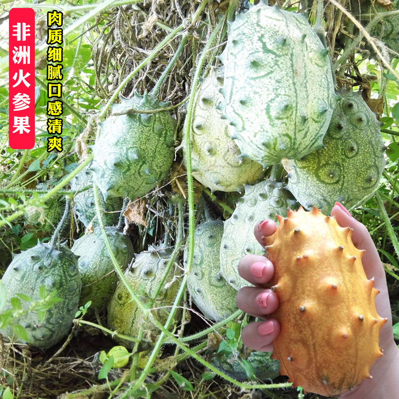 火星果种子火参果阳台水果种籽