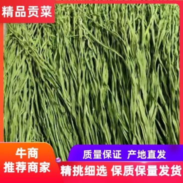 安徽精品贡菜，山蜇菜，供应火锅，水泡菜厂，欢迎下单咨询