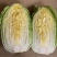 热销白菜山东大白菜胶东白菜冻白菜黄心白菜