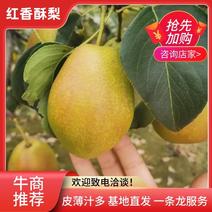 河北赵县红香酥梨；对接【批发商超团购】常年供货！
