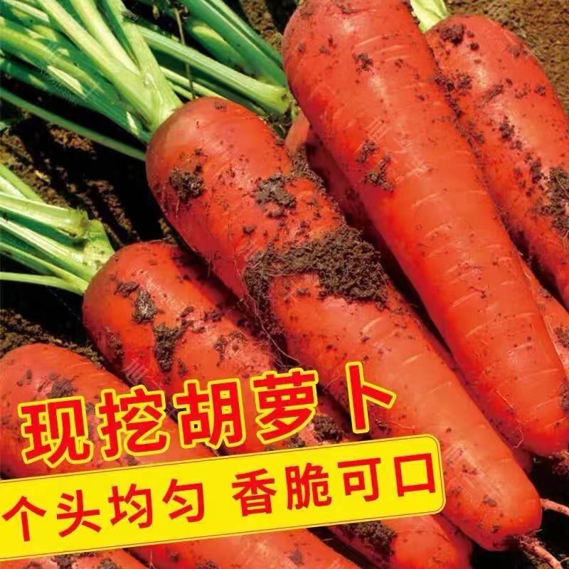 红萝卜三红胡萝卜产地货源，品质优良，对接商超/电商等