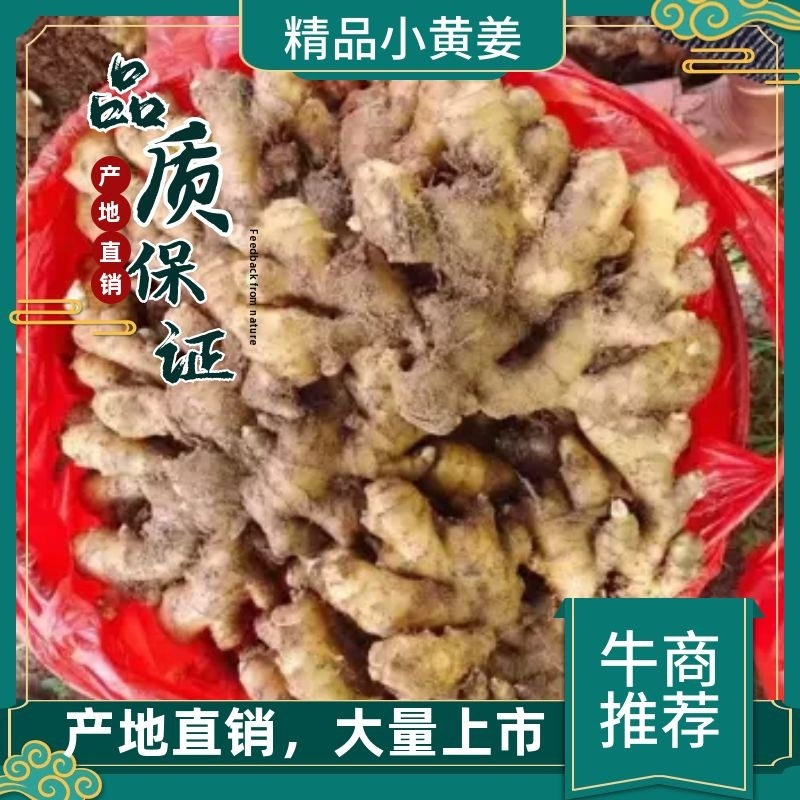 福建（风干姜/沙土姜/水洗姜）【诚信经营～坏烂包赔】