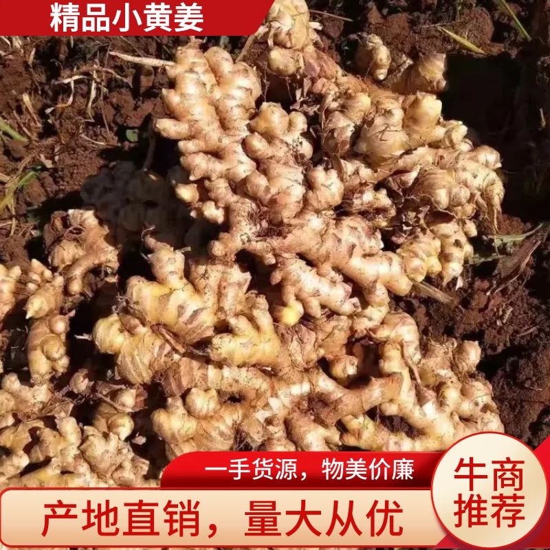 浙江小黄姜（水洗姜/风干姜/沙土姜/电商货）