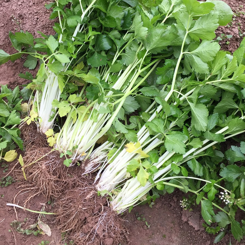 白芹菜种子铁杆实心芹种绿叶白杆玻璃脆耐寒特菜小香芹大田用