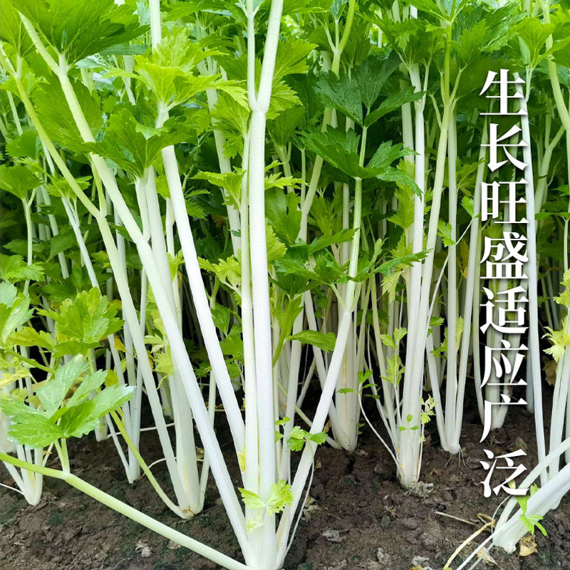 白芹菜种子铁杆实心芹种绿叶白杆玻璃脆耐寒特菜小香芹大田用