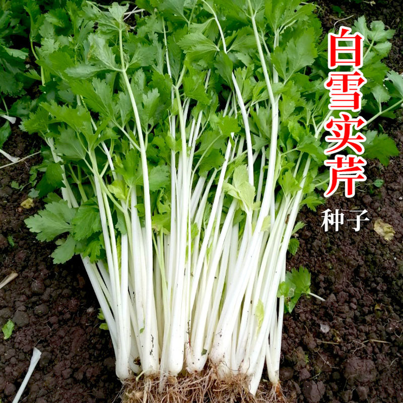 白芹菜种子铁杆实心芹种绿叶白杆玻璃脆耐寒特菜小香芹大田用