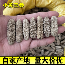 小黄玉参140头批发淡干黄肉刺王海参干货