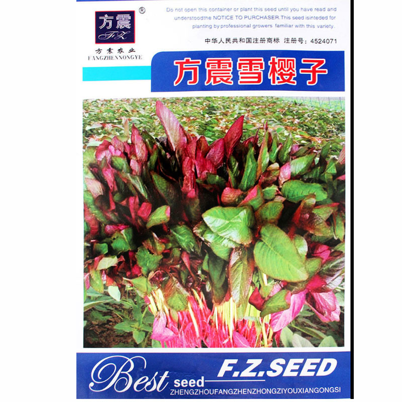 雪樱子种子男人菜野菜蔬菜籽春秋种植蔬菜