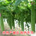 美国绿冠苦瓜种子，疙瘩绿苦瓜种子，刺瘤丰满，耐热耐低温