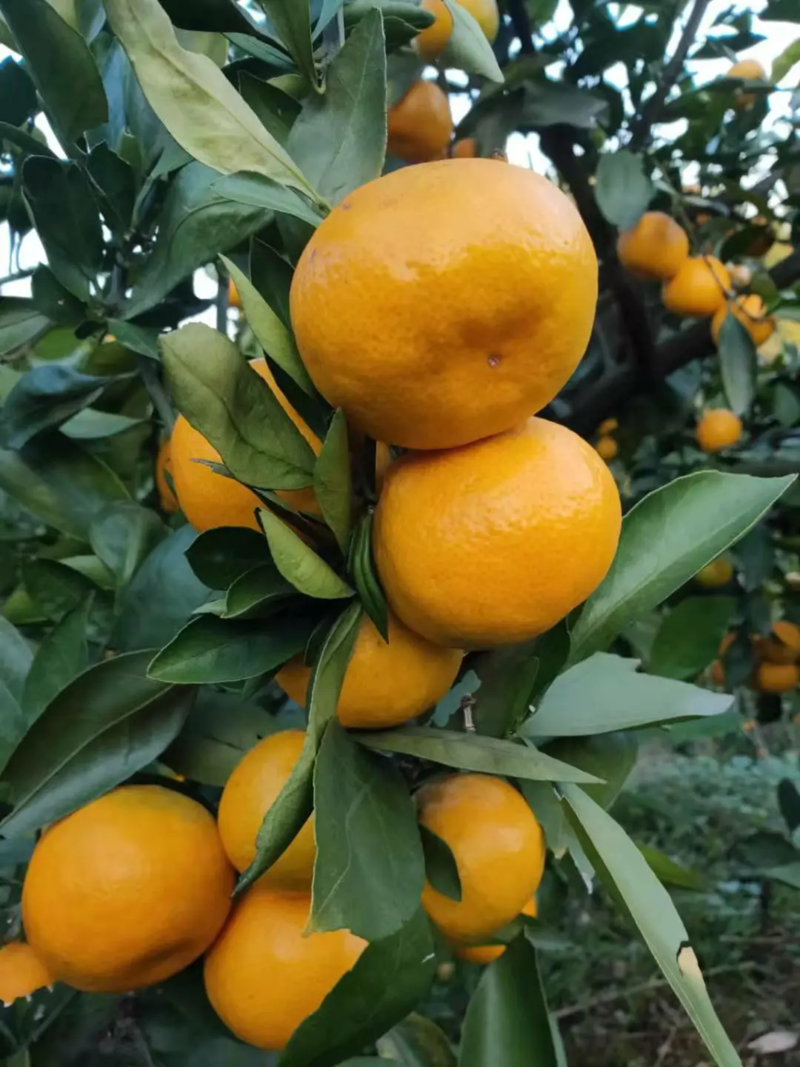 黄美人柑橘苗，糖度高，易薄皮，好管理。
