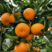 黄美人柑橘苗，糖度高，易薄皮，好管理。