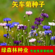 矢车菊种子，当年新种，颗粒饱满，全国发货